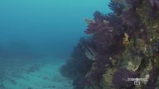 Il mondo marino di Capo Milazzo