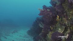 Il mondo marino di Capo Milazzo