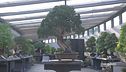 I bonsai
