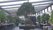 I bonsai