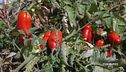 Pomodoro San Marzano
