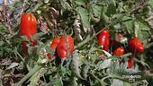 Pomodoro San Marzano