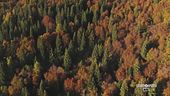 Lo spettacolo del foliage