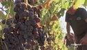 Nuova generazione di vignaioli