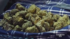 Il tartufo bianco delle Marche