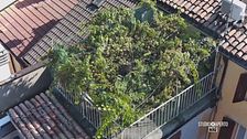La più piccola vigna del mondo