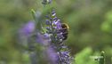 Le oasi della biodiversità