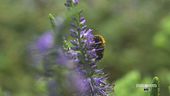 Le oasi della biodiversità