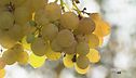 I vini del Trentino