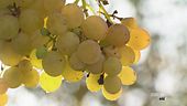 I vini del Trentino