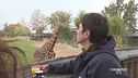 Colazione con le giraffe
