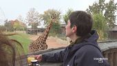 Colazione con le giraffe