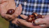 Le castagne in cucina