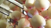 Il pallone di Gravina