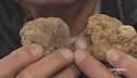 Il museo del tartufo di Alba