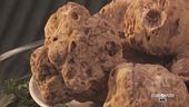 Il tartufo bianco