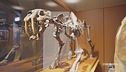 Il Museo Della Natura E Dell'Uomo