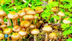 Bio-materiale del futuro