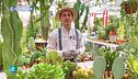 E-garden: le piante grasse