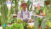 E-garden: le piante grasse