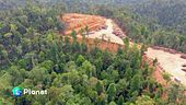 Deforestazione, l'Europa si muove