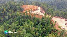 Deforestazione, l'Europa si muove