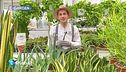 E-Garden: l'aloe vera