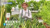E-Garden: l'aloe vera