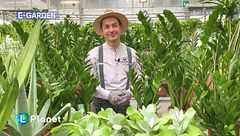 E-Garden: la Zamioculcas zamiifolia