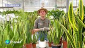 I consigli di E-Garden per la cura della Sanseveria