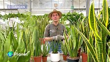 I consigli di E-Garden per la cura della Sanseveria
