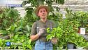 E-Garden - Il pothos