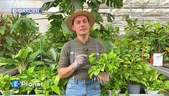 E-Garden - Il pothos