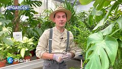 E-Garden: Monstera deliciosa