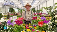 E-garden: le primule, un fiore facilissimo da curare