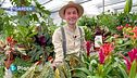 E-Garden: La calatea e la begonia maculata