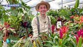 E-Garden: La calatea e la begonia maculata