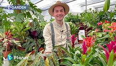 E-Garden: La calatea e la begonia maculata