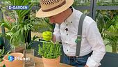 Come coltivare le piante aromatiche