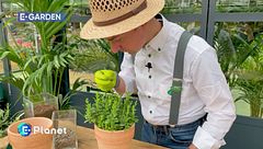 Come coltivare le piante aromatiche