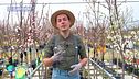 Coltivare la frutta: gli alberi da frutta