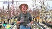 Coltivare la frutta: gli alberi da frutta