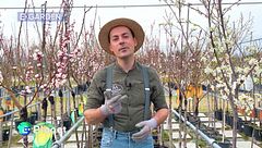 Coltivare la frutta: gli alberi da frutta