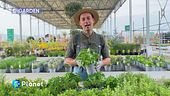 E-Garden