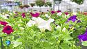 E-Garden: petunie e surfinie