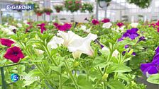 E-Garden: petunie e surfinie