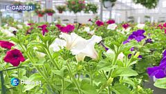 E-Garden: petunie e surfinie