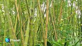 Bambù: risorsa eco-friendly