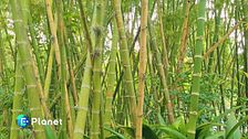 Bambù: risorsa eco-friendly