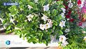 E-Garden: la dipladenia